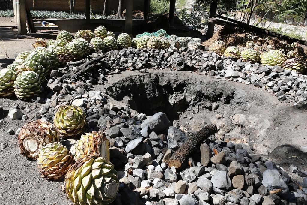 Mezcal Basics | Mezcales de Leyenda